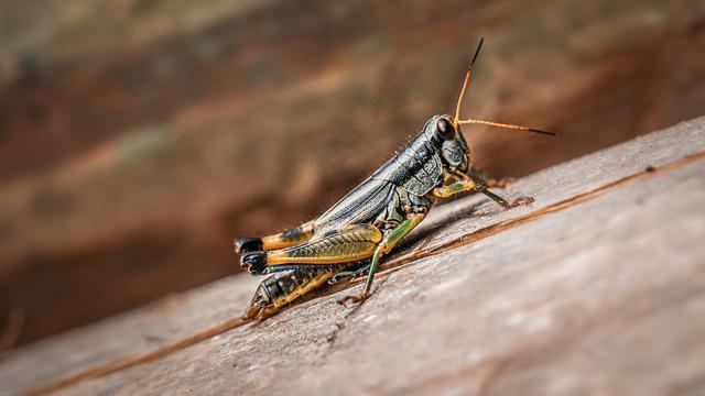 正在张家界的深山里生吞蝗虫冰球突破那个涂指甲油的女人(图3)