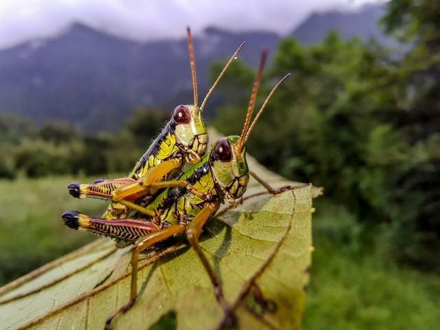 正在张家界的深山里生吞蝗虫冰球突破那个涂指甲油的女人(图4)