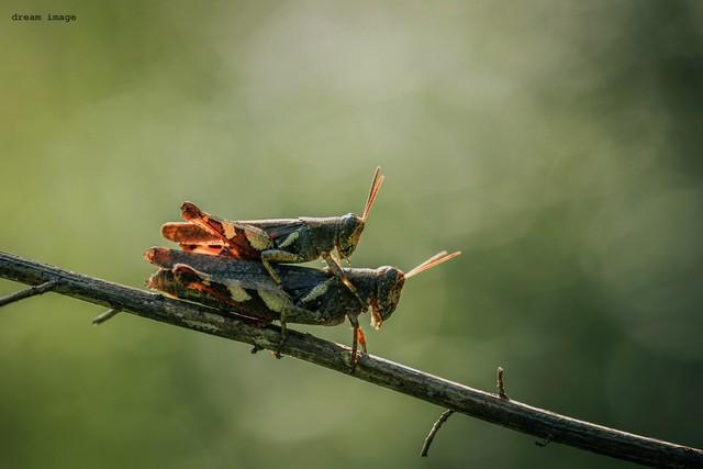 正在张家界的深山里生吞蝗虫冰球突破那个涂指甲油的女人(图2)